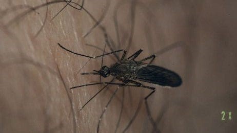 What are West Nile virus symptoms? What to know about peak season, treatment, prevention