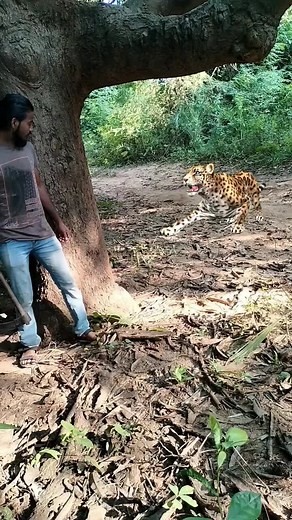 Ataques de Tigres a Humanos: Casos Impactantes en la Selva