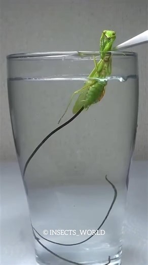 Horsehair Worm Parasite In Mantis #shorts #ramkarnan