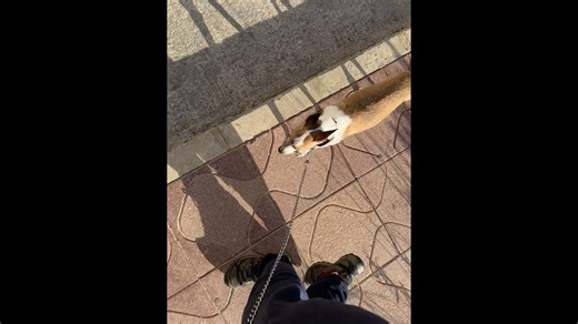 Dog's Shadow Looks Like a Donkey