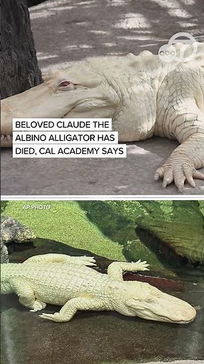 Cal Academy announces beloved Claude the albino alligator has died