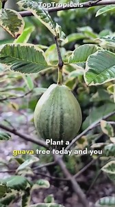 🍉 Six guava varieties that will keep you picking year-round 🍉 Everyone loves guava! Sweet, fragrant, and packed with flavor. At TopTropicals, we have a whole guava forest, with varieties for every space and taste: Tropical Guava - Psidium guajava. 🍉 Why we love Guava? 💋Fast-growing and sun-loving 💋Thrives with plenty of water but handle short droughts 💋Starts producing right away - no years of waiting 💋Abundant fruit harvests 💋Perfect for containers or small gardens 🍉 What are the best 
