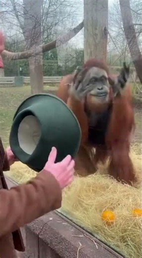 Orangutan's Mind BLOWN by Magic Trick! 🤯👏 #Shorts