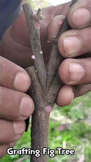 grafting fig tree with success grafting Results #satisfying #treanding #grow #shrots