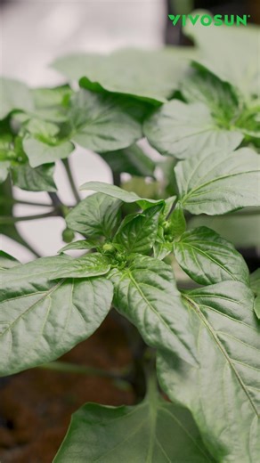 Pepper Grow Diaries Week 6 Light Schedule: 14/10h 6:00 on--20:00 off Light Intensity: 80% Light Spectrum: Flowering Lamp to plant distance: 72cm PPFD: 520µMol/m2/S" Circulator fan: on-25min off-5min speed 1 Watering: 270ml/day Nutrients: Ph: 6.5；EC: 2.0 mS/cm Actions: Remove side branches | VIVOSUN