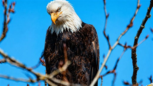 Águila calva emblemática con cabeza blanca y pico amarillo