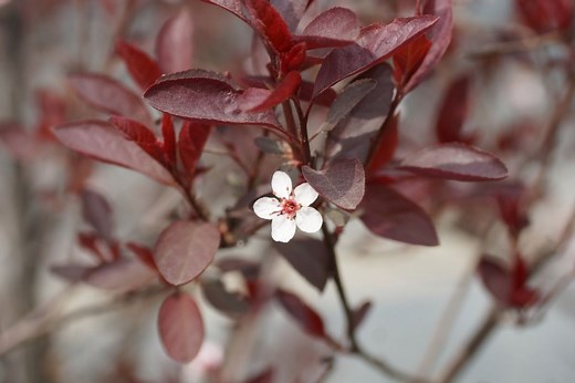 8 Shrubs That Have Red Leaves All Year | Harper's Nurseries