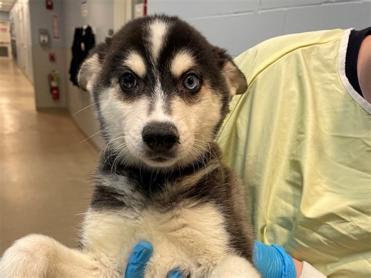 French bulldogs, Shiba Inus and more from ‘puppy mills’ up for adoption in New England