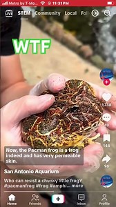 Rare Sighting Pacman frog #frog #shorts