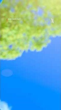 Bath Time = BUBBLE TIME! 🫧 Dog Days Out