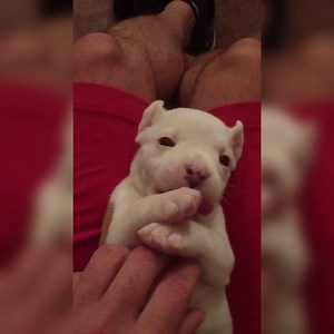 This little guy is too cute 󾍘󾆷 | UNILAD