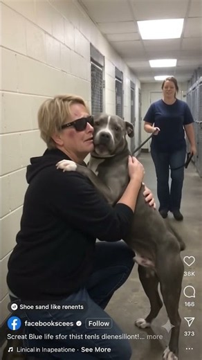 A Man Called This Pit Bull Mix Aggressive—Then His Person Walked In #PitBullMix #RescueDog