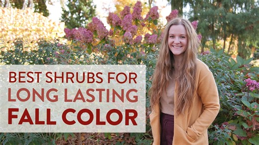 7.1K views · 322 reactions | 7 Best Shrubs for Long Lasting Fall...