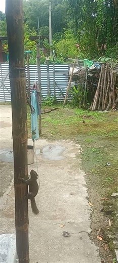 Squirrels (Sciuridae) and Common/Indian Myna (Acridotheres Tritis), Jorhat, Assam, India