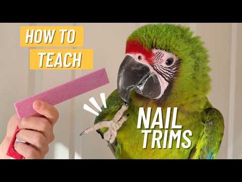 How to Teach Parrot to Let You Trim Nails - Step By Step Claw Trimming Training