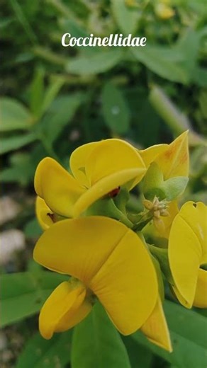 Coccinellidae - Ladybugs on Yellow Lupin in Bawogosali #nature #animals