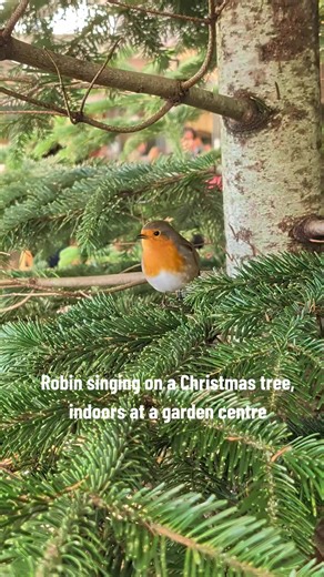 Robin Singing on a Christmas Tree at Garden Centre