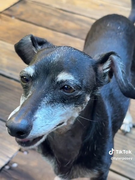 Tyler Posey (@tylerposey)’s videos with Killswitch Lullaby - Flawed Mangoes