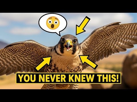 Peregrine Falcon: The Fastest Animal on Earth (240+ MPH Stoop!)
