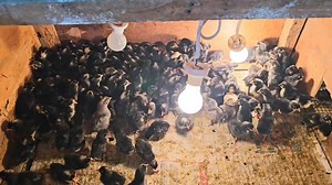 143K views · 3.2K reactions | Do Earthquakes Affect Hatching Of Eggs?...