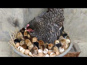 Chicken Eggs Hatching Full Process From Egg to Cute Chicks at Home 🐣🥚
