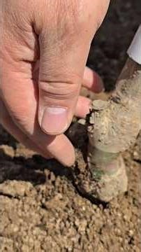How to plant and prune fruit tree saplings. The T/R ratio is really important. You must encourage...