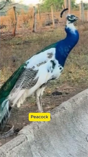 Powerful Voices of Large Wild Birds ! #original #naturesvoice #animals #wildlife