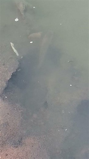 Do you find the Fish in water 🐟🐠🐟🐠🐟🐠🌊🐟🐠🐠🐟🐟🐠🐟 #fishinglife #fish #villagelife #maskman #subscribe