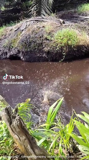 Buaya di Kalimantan: Kehidupan di Air Gambut