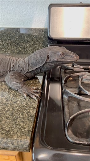 Asian Water Monitors Can Become Remarkably Tame With Regular Handling And Proper Care. When Raised In A Calm Environment And Socialized From A Young Age, They Often Learn To Trust Their Keepers And Display Gentle, Curious Behavior. Despite Their Large Size, Many Tame Asian Water Monitors Can Be Quite Friendly And Interactive Pets. 🔥 Enjoyed This Epic Content? Hit Follow Now, Comment Your Thoughts And Don’t Miss The Next Mind-Blowing Post From TheBlackIvoryX! Your Engagement Helps Us Grow And In