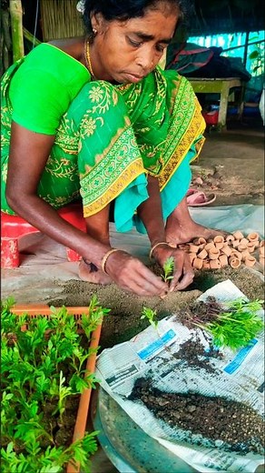 Woman Farmer Shows Perfect Potting for Inca Marigold Seedlings 🌱 #shorts