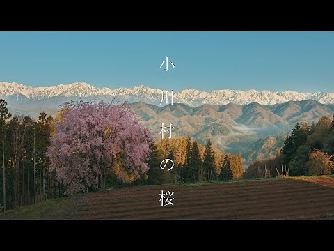 【日本で最も美しい村】小川村の桜 : Walking Around Ogawa Village（Nagano, Japan）