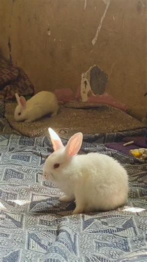 My Happiness 😊❤️🧿😘 #rabbit #animal #mycuterabbit #bunny #shorts #youtube