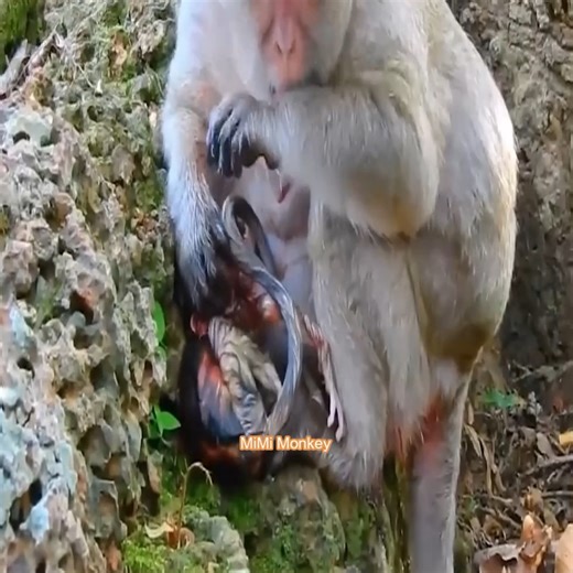 3.5K views · 43 reactions | Newborn monkeys are so cute. See how mother monkeys take care of their babies | MiMi Monkey | Facebook