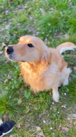 Che CRANIATA😂❤️ vorreste vedere Gió e Yumi a casa nostra?🥰