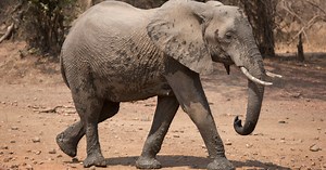 The role of African traditions and beliefs in wildlife conservation | FairPlanet