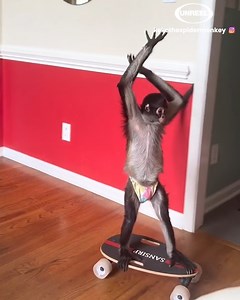 9M views · 2.2K reactions | Keke is such a good boy ❤️ .  Keke The Spider Monkey | UNREEL | Facebook