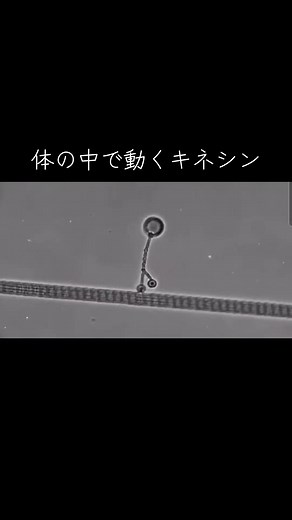 キネシン 歩く — 細胞内モータータンパク質の動きがかわいい