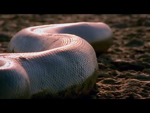 ULAR TERBESAR DIDUNIA (RAJA SEGALA ULAR TITANOBOA)