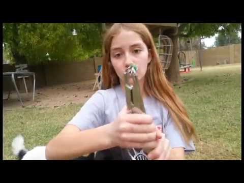 Castrating a kid goat with banding elasticator tool and rubber band without cutting into testicles.