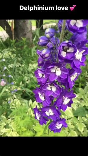 The genus name Delphinium derives from the Ancient Greek word δελφίνιον (delphínion) which means "dolphin", a name used in De Materia Medica for some kind of larkspur. Pedanius Dioscorides said the plant got its name because of its 🐬 dolphin-shaped flowers. | Garden Naturally Group