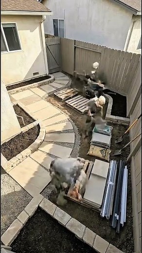 Backyard Glow-Up! How to Install a Modern Paver Path & Lawn 🛠️ DIY #transformation
