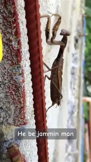 You Won’t Believe This Praying Mantis Dancing to ‘La Bomba’! 💃😂 (Funniest Insect Ever!)”