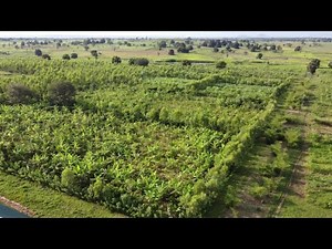 AGROFORESTRY IN NIGERIA: Planting The Future