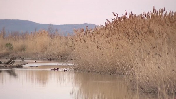 How invasive species can take over Utah's native plants