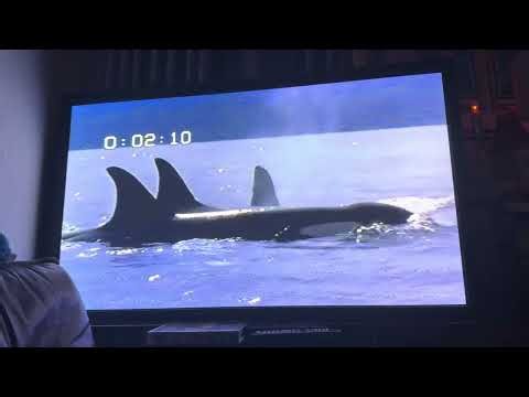 Opening to Free Willy 1993 VHS (Version #2)