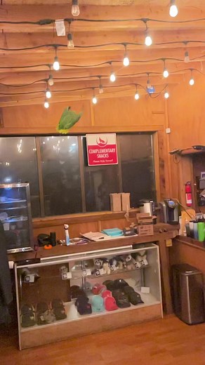 8.1K views · 259 reactions | Welcoming our new “rescue” Lucy the red-crowned amazon/green cheeked amazon is doing great and I am SO happy she can fly! Lucy we are excited to have you a part of our family! And just after 10 minutes of working with her we got her to step up. She is a very smart bird! #birdrescue #rescue #becausewematter #predatorsoftheheart #wildlife #TakingFlight #amazon #redcrownedamazon | Because We Matter | Facebook