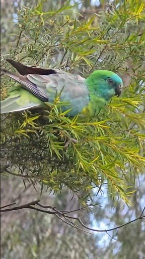 Beautiful Mulga Parrots🦜!!!#ParrotsShorts #ColourfulParrots #MulgaParrots
