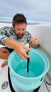 Today's creature: The Yellow-bellied Sea Snake 🐍 The yellow-bellied sea snake (Hydrophis platurus) is an extremely venomous species of snake from the subfamily Hydrophiinae (the sea snakes) found in tropical oceanic waters around the world except for the Atlantic Ocean. For many years, it was placed in the monotypic genus Pelamis, but recent molecular evidence indicates it lies within the genus Hydrophis. Contrary to past beliefs, sea snakes require fresh water to survive and the yellow-bellied