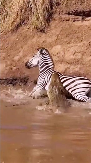 Zebra vs Crocodile Brutal River Battle — Wild Survival Fight Caught on Camera! #wildwatch #wildlife
